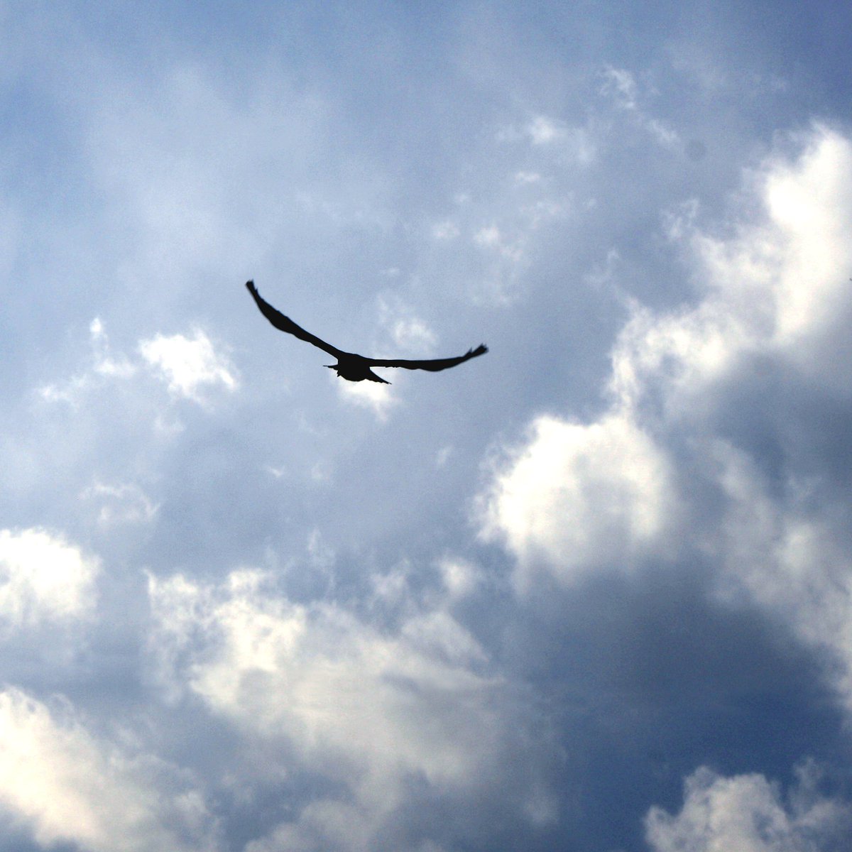 businessofu1's tweet photo. "Caged birds accept each other, but flight is what they long for"Tennessee(Thomas Lanier)Williams
#Freedom #SaturdayMotivation #potential #successquotes #Bahamas #business #GlobalChangeAward #Humanity #DEVELOPING #Motivation #goals #fearsunleashed #Mindfulness #winning #achieve https://t.co/WntmhQtL1v