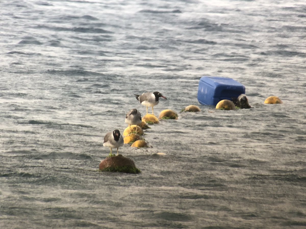 ABAWheatears's tweet photo. While it’s loads of fun seeing awesome birds like these white-eyed gulls, we can’t forget our fundraising. Donations will be accepted until the end of the race so there’s still plenty of time for a last-minute surge. How much can we raise?? (Donation link is in our bio) #COTF18 https://t.co/VUhBYQE9uN