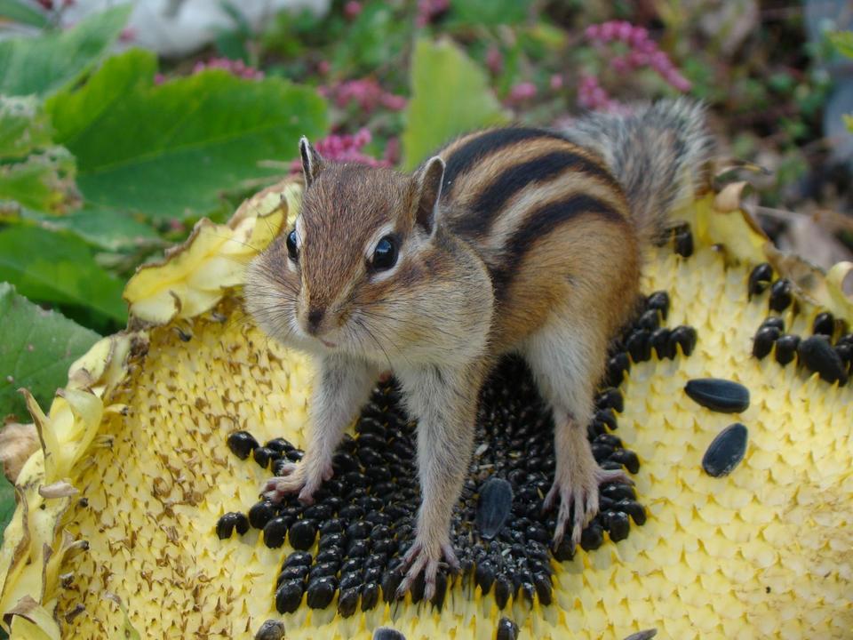 ������� ��������� ��������� ���� ��������