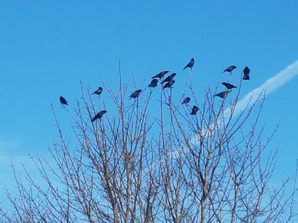 Threadfilament's tweet photo. What a row these #Crows were making. 15 in total on a free at the back of my house. They arrived 1 by 1 #Birds #SpringEquinox2018 https://t.co/5CdancA1Je
