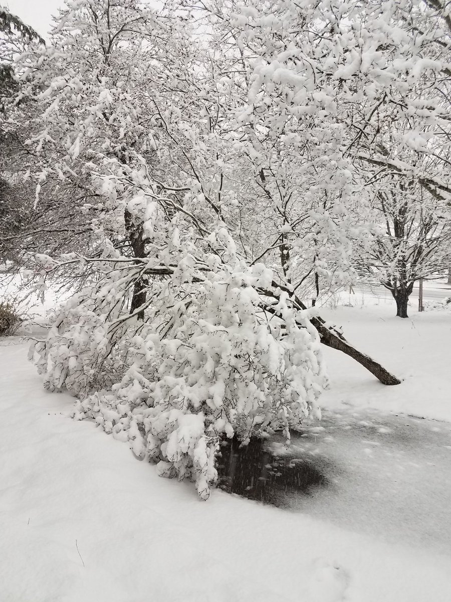 jane_hudgins's tweet image. #SpringInVirginia #MotherNatureIsOffHerMeds
