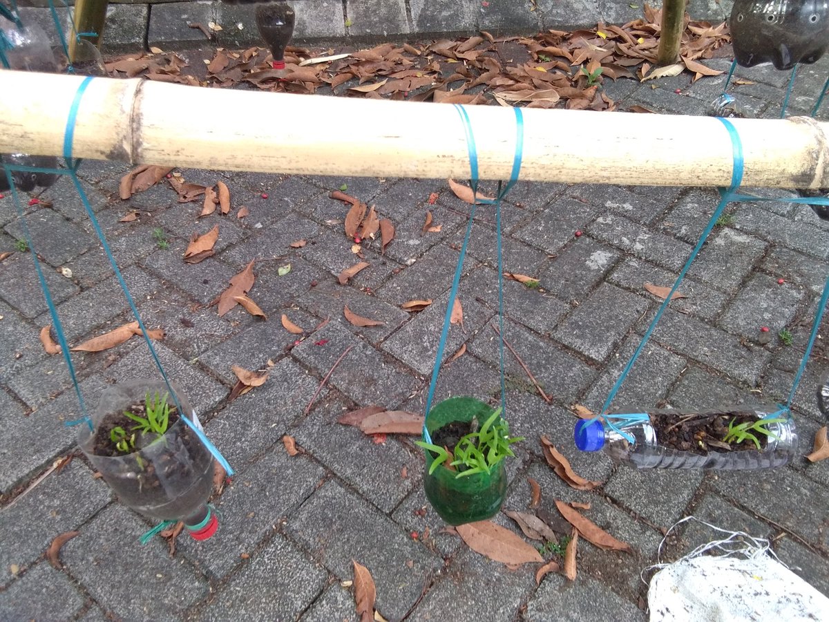 viedelaak6's tweet image. Seminggu lalu bikin vertical garden memanfaatkan bambu, tali2 bekas, dan botol2 bekas. 2 hari lalu mereka mulai tumbuh. Ada kangkung, bayam, dan sawi. #lahansempit #verticalgarden report to my lovely @ritamustikasari