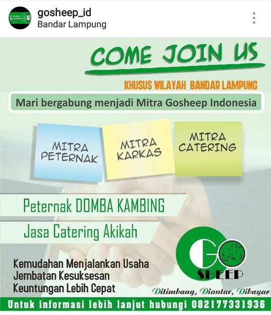 Mitra gosheep indonesia #domba #kambing #hpdki #aqiqah #akikah #jakarta #bandarlampung #lampung #unila #indonesia