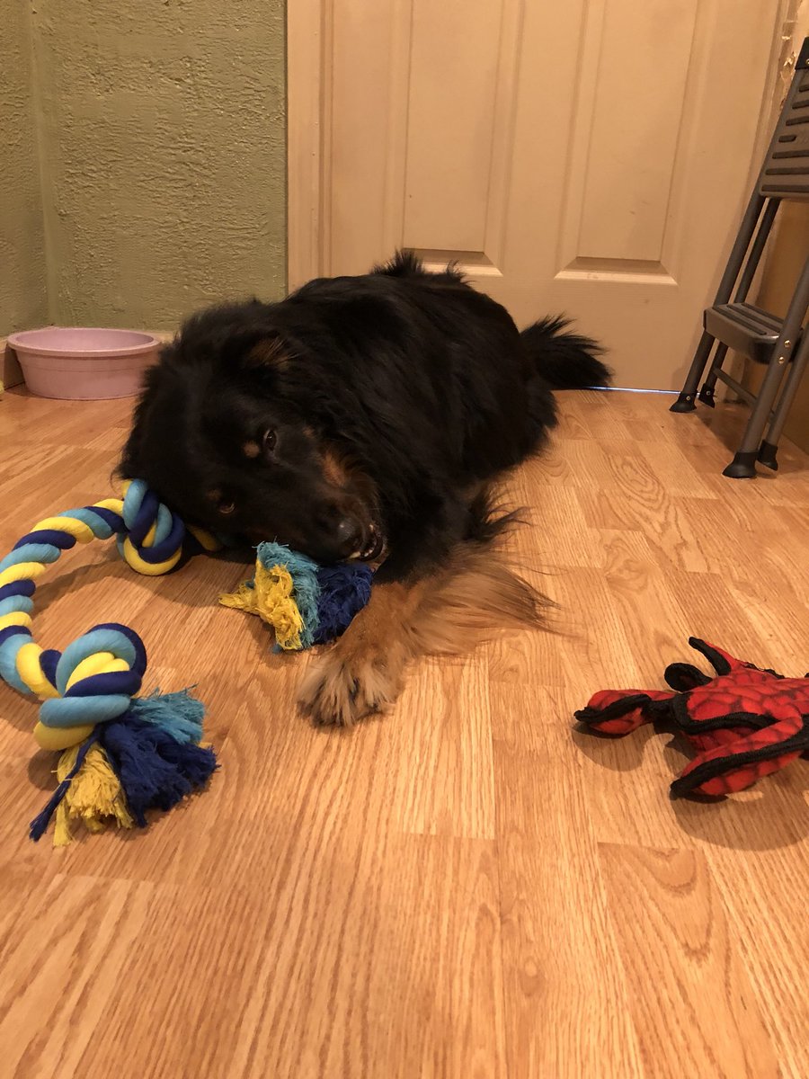 Coda-is-a-Goodboy tweet media