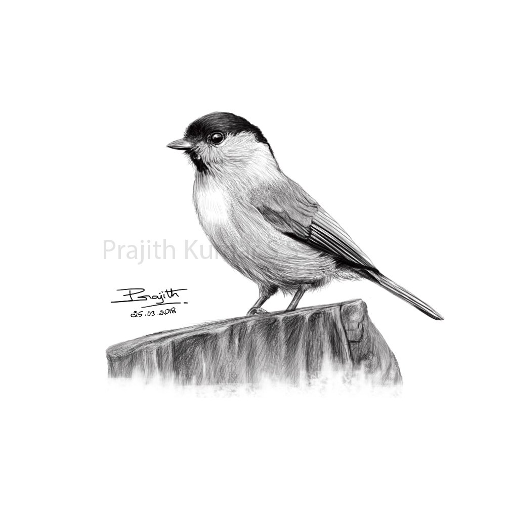 Bird Drawing..Sunday Sketch..@artistsnetwork @ArtistDaily @ArtMonthly @artmarketdotcom