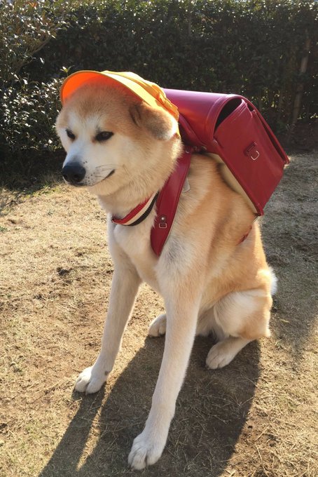 大切なランドセルは大切な愛犬に 新1年生になったかわいい秋田犬 あさり くんとその理由に心あたたまる ねとらぼ