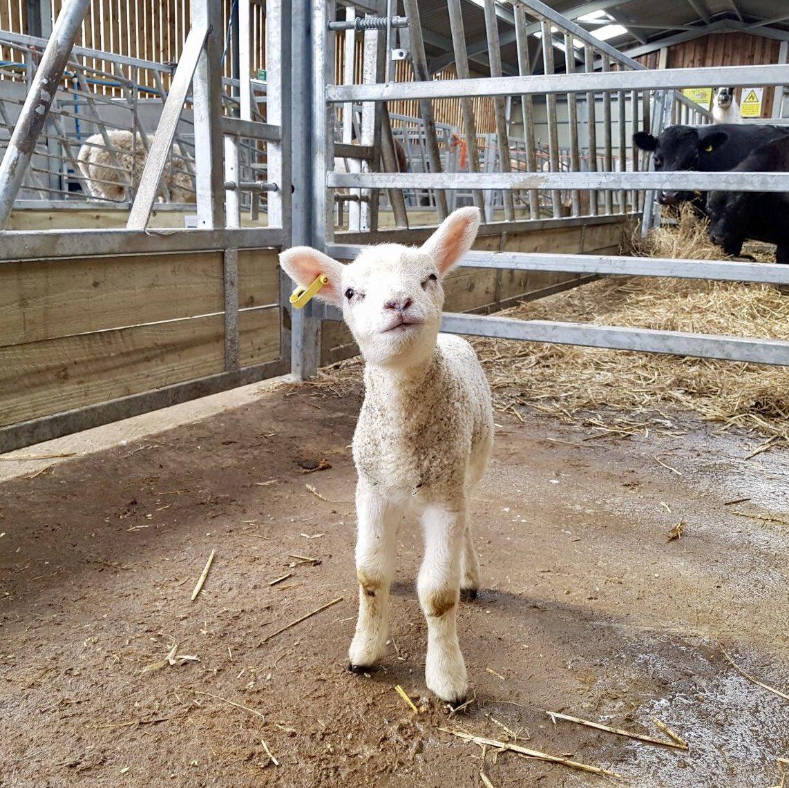 Matlock Farm Park (@matlockfarmpark) on Twitter photo Lamb bottle feeding is currently on daily at 10:30am & 3pm! 🐑
#lambfeeding #derbyshire #daysout #farmpark #attraction #lambbottlefeeding <a href="/chesterfielduk/">Chesterfield</a> <a href="/DarwinForest/">Darwin_Forest</a> @AlDerbyshireG <a href="/DerbyDaysOut/">DerbyDaysOut</a> <a href="/DerbyshireGuide/">Visit Derbyshire</a> <a href="/derbypromo/">derbypromo</a> @Nottinghasm <a href="/PeakandMoor/">PeakandMoor PeakDist</a> <a href="/VisitPeaks/">Wendy Boast 🌼🌝🍂🐾💙⚽️📚🇪🇸🐶🌳🥘</a> Lamb bottle feeding is currently on daily at 10:30am & 3pm! 🐑
#lambfeeding #derbyshire #daysout #farmpark #attraction #lambbottlefeeding <a href="/chesterfielduk/">Chesterfield</a> <a href="/DarwinForest/">Darwin_Forest</a> @AlDerbyshireG <a href="/DerbyDaysOut/">DerbyDaysOut</a> <a href="/DerbyshireGuide/">Visit Derbyshire</a> <a href="/derbypromo/">derbypromo</a> @Nottinghasm <a href="/PeakandMoor/">PeakandMoor PeakDist</a> <a href="/VisitPeaks/">Wendy Boast 🌼🌝🍂🐾💙⚽️📚🇪🇸🐶🌳🥘</a>