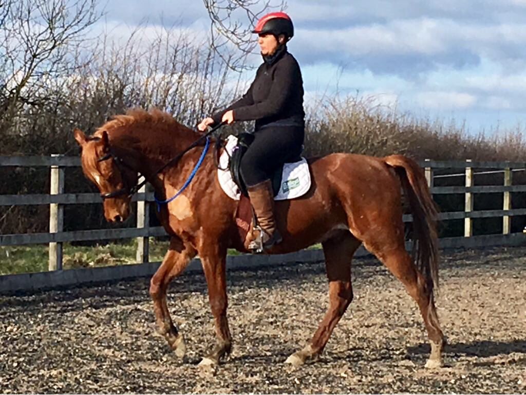 TAJperformance's tweet photo. It’s been a busy Saturday at TAJ young Ace is finally showing what he’s made of #team Forageplus #poweredbyforageplus https://t.co/DBwvujLtaI