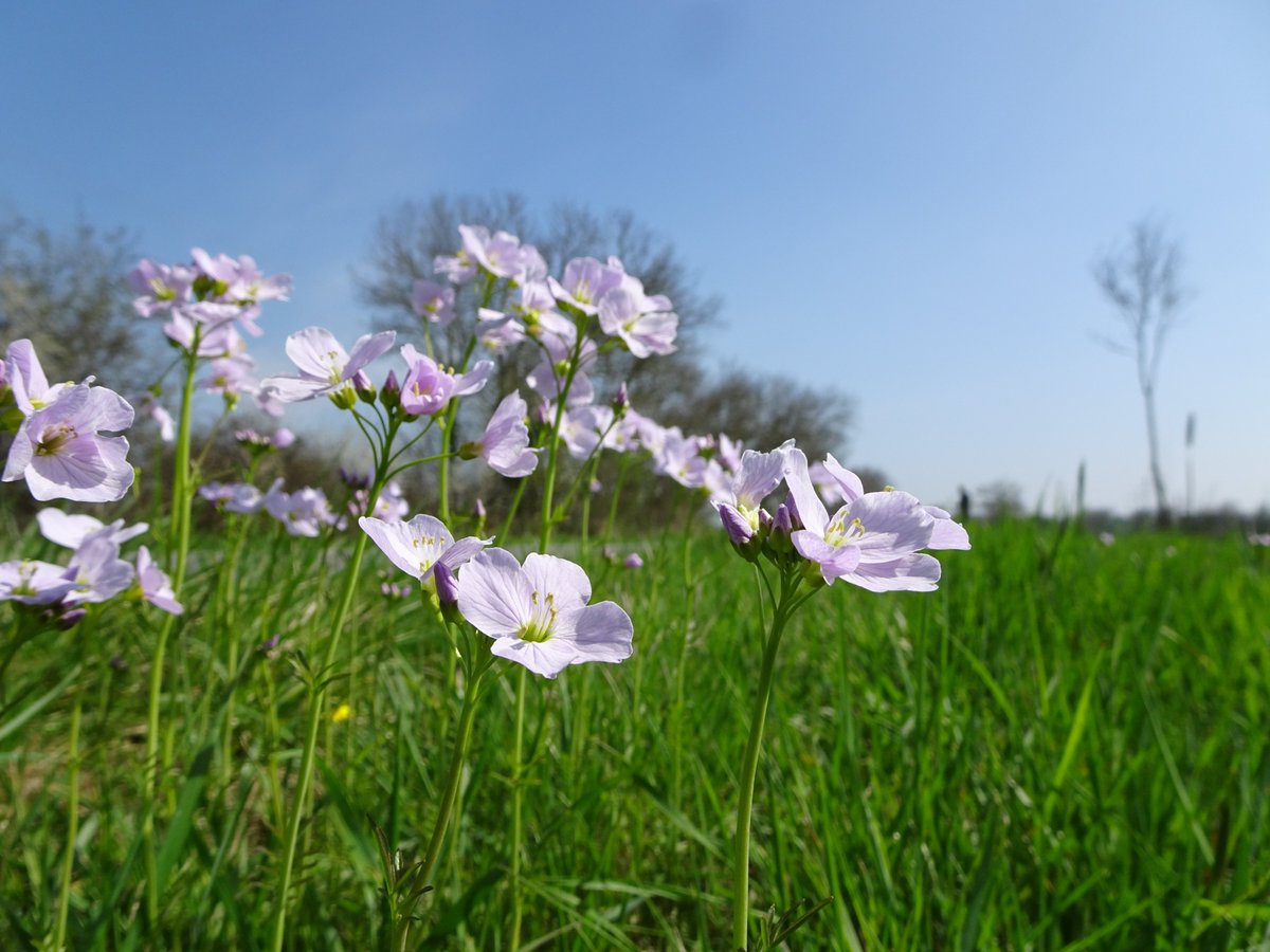 Enjoy your Sunday...
#CuckooFlower #LadysSmock