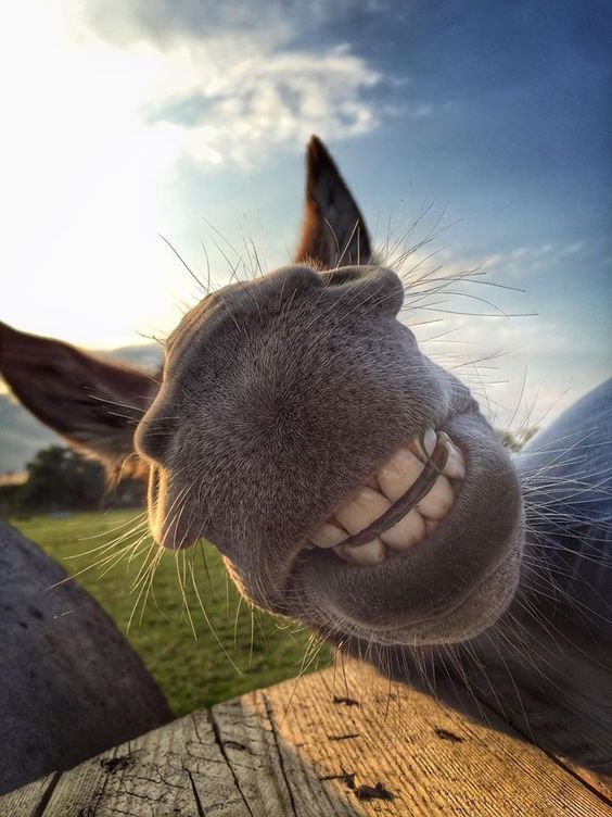 RaymondMessage's tweet photo. Say "Cheese!" 🤣💜💜💜🐎🐎🐎
Fascinating Pictures @Fascinatingpics
#FunnyAnimalPictures #CuteAnimals #CuriousAnimals https://t.co/wMehiivZuu