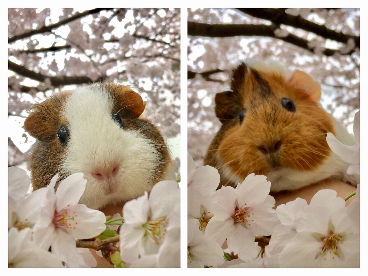 家の前のさくらが満開間近🌸
来年も一緒に撮りたいねってネギさんに言ってた。願いが叶ったなぁ。

１人じゃ撮りにいけないから誰かにお願いしなきゃなぁ！

写真は去年のです！