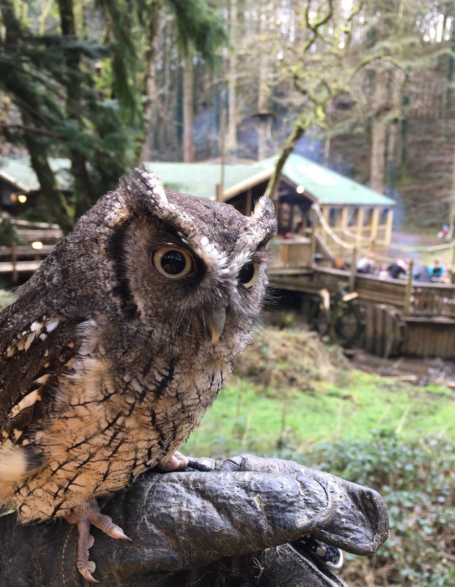 secretowlgarden's tweet photo. Siren was down @BluestoneWales yesterday for In to the Wild &amp; enjoyed meeting everyone in Camp Smokey. Remember if you are staying @BluestoneWales this Easter we are only 10 minutes up the road. Why not come &amp; meet the rest of the team? #findtheowls @VisitPembs @ThePictonCastle https://t.co/i3FsJuTsX5