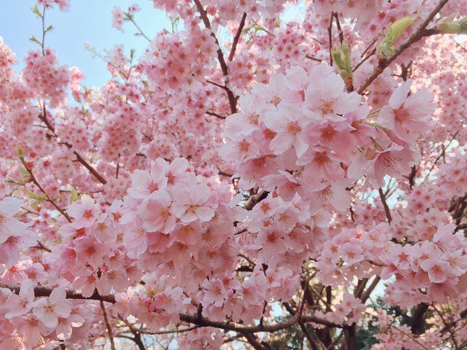 「桜 空」のTwitter画像/イラスト(古い順)