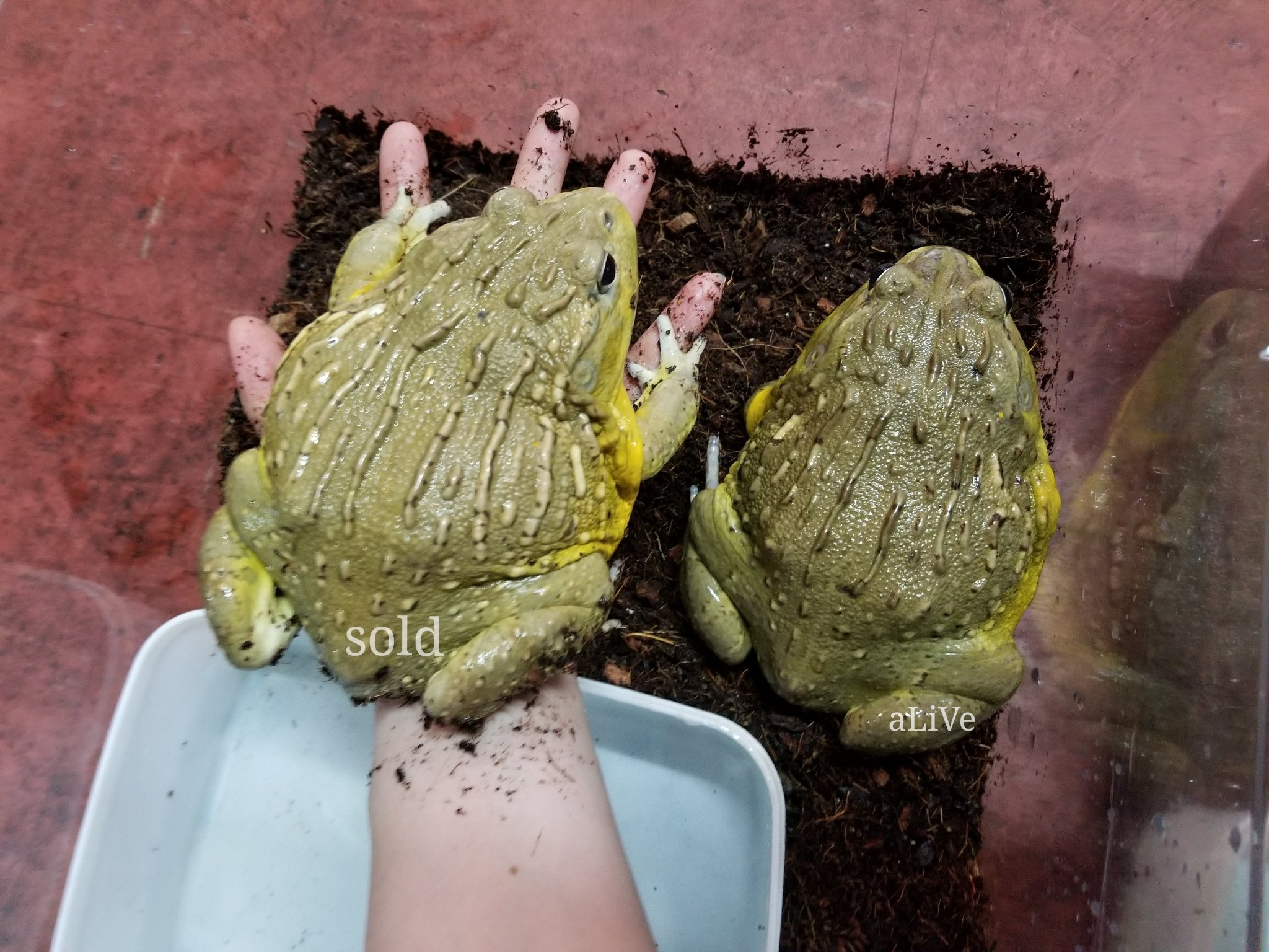 アフリカウシガエル でかい Www Hotellimaq Com