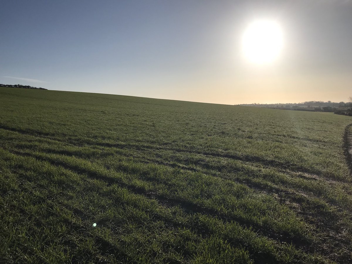 Spreading NPK+S on the Cellule this morning. It’s not harvested yet but I really like the look of the variety. Clean, well tillered and vigorous. November sown on high ground after beans. <a href="/GroupeFDesprez/">Florimond Desprez</a> <a href="/TeagascCrops/">Teagasc Tillage Team</a>