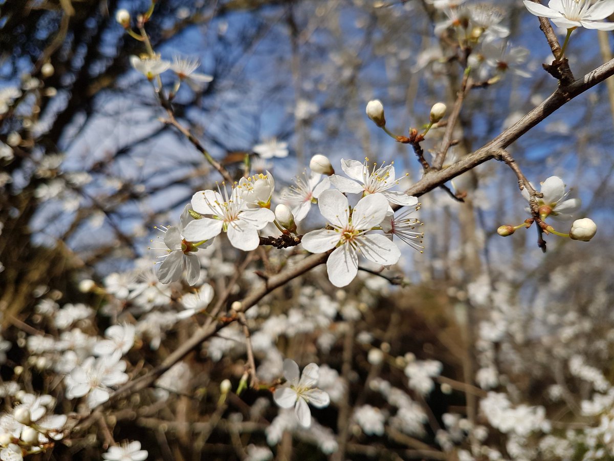 catecawley's tweet image. She derives her honesty, and achieves her goodness.
All's Well That Ends Well 1.1 #ShakespeareSunday #honesty #seasons #spring #flowers #photography #nature