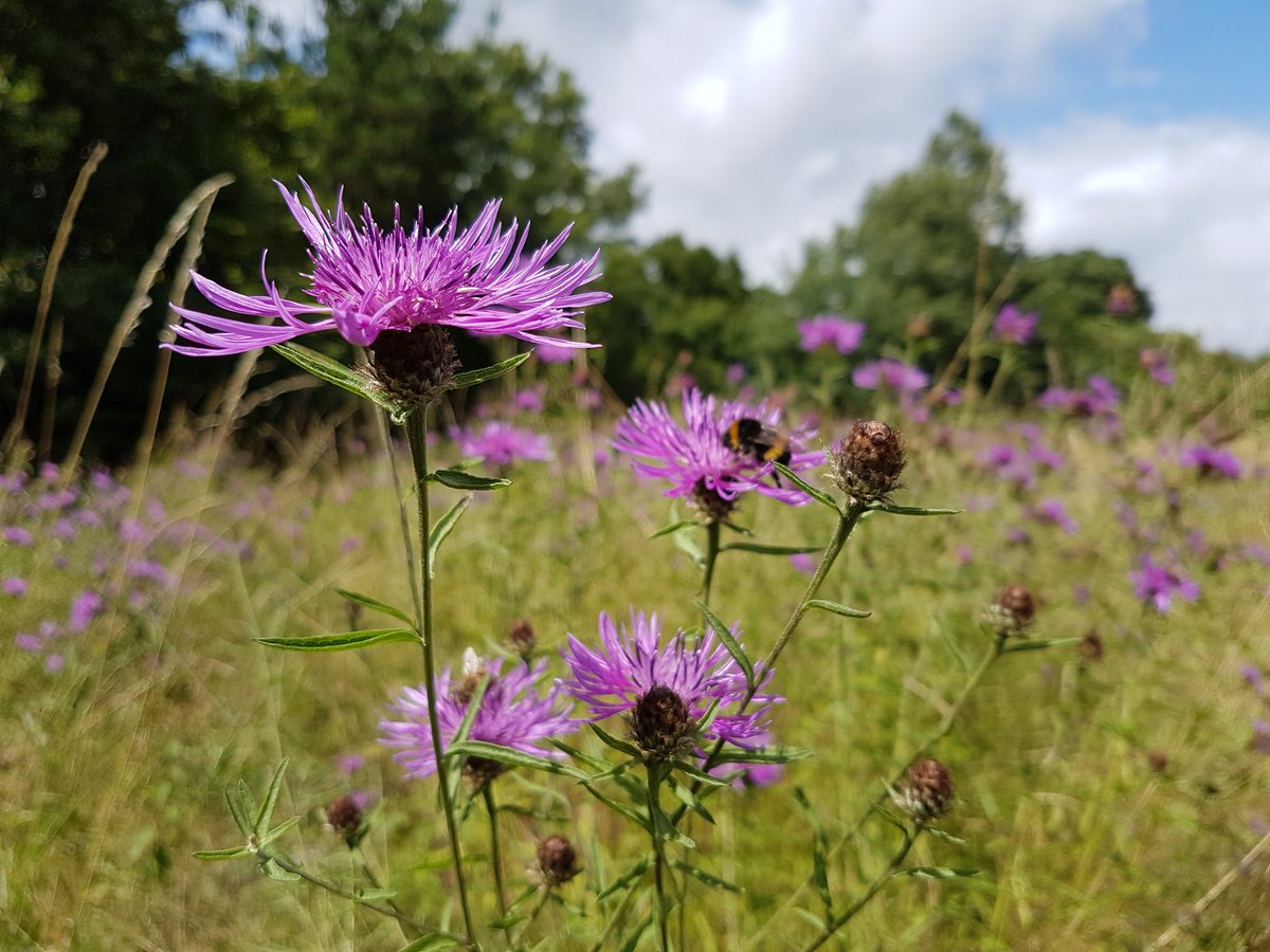 catecawley's tweet image. She derives her honesty, and achieves her goodness.
All's Well That Ends Well 1.1 #ShakespeareSunday #honesty #seasons #spring #flowers #photography #nature