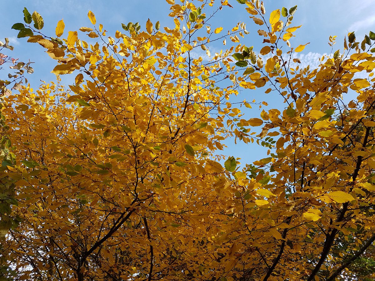 catecawley's tweet image. She derives her honesty, and achieves her goodness.
All's Well That Ends Well 1.1 #ShakespeareSunday #honesty #seasons #spring #flowers #photography #nature