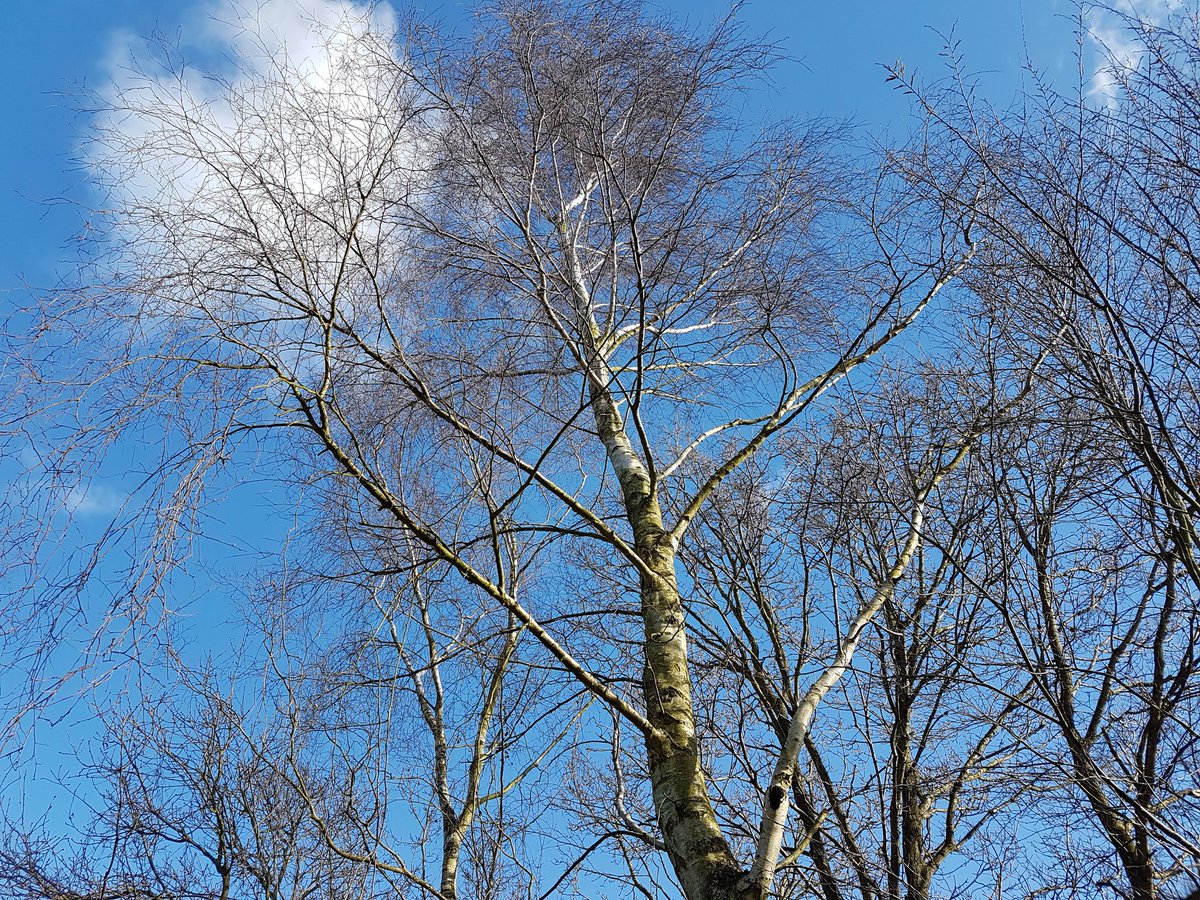 catecawley's tweet image. She derives her honesty, and achieves her goodness.
All's Well That Ends Well 1.1 #ShakespeareSunday #honesty #seasons #spring #flowers #photography #nature