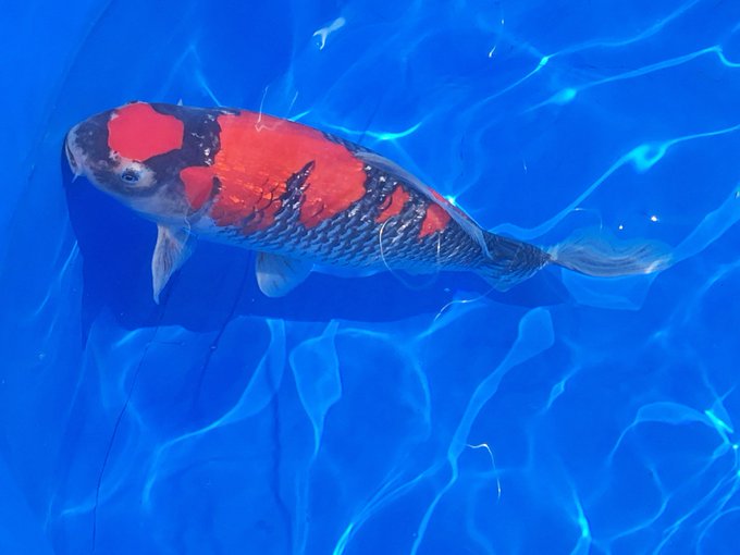 鯉のtwitterイラスト検索結果 古い順