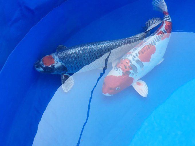 鯉のtwitterイラスト検索結果 古い順