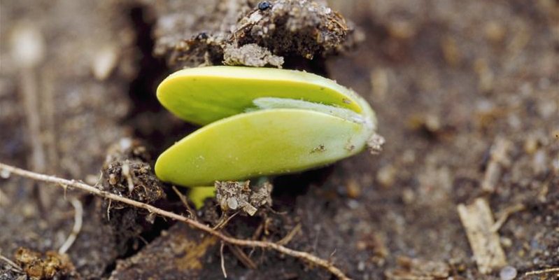 GldnHarvest's tweet photo. Study shows #soybean planting date is key to maximizing yield. https://t.co/Ak8P7PiMpo @CFAES_OSU https://t.co/BbH7fcb10p