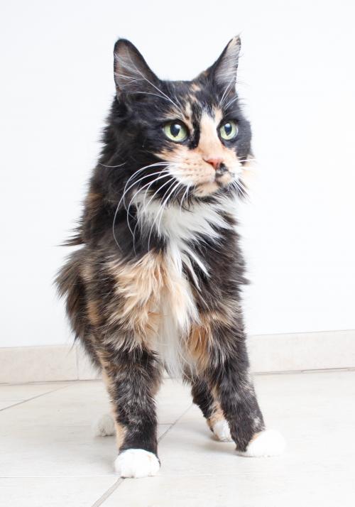 fostertoforever's tweet photo. Nettie and Pippin look ready to dance -- right into their forever homes. You looking for a new two-step partner? Give them a whirl! @SHHAnimalRescue #ConsignmentCats #Dance #Pippin #Nettie #SundayMorning #AdoptDontShop #CatsOfTwitter #Minnesota https://t.co/IWsvfPwHwd