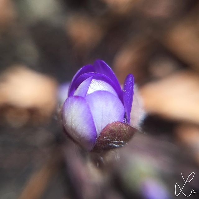 AdorableMisc's tweet photo. Spring Time 💜
#flower #spring #hike #Lila #purpel #alpen #alps #mountain #mountains #berge #wandern #blume #knospe #photography #macro #macrophotography #adorablemisc #love #passion https://t.co/Qffi85W6fr https://t.co/46ytte8JW9