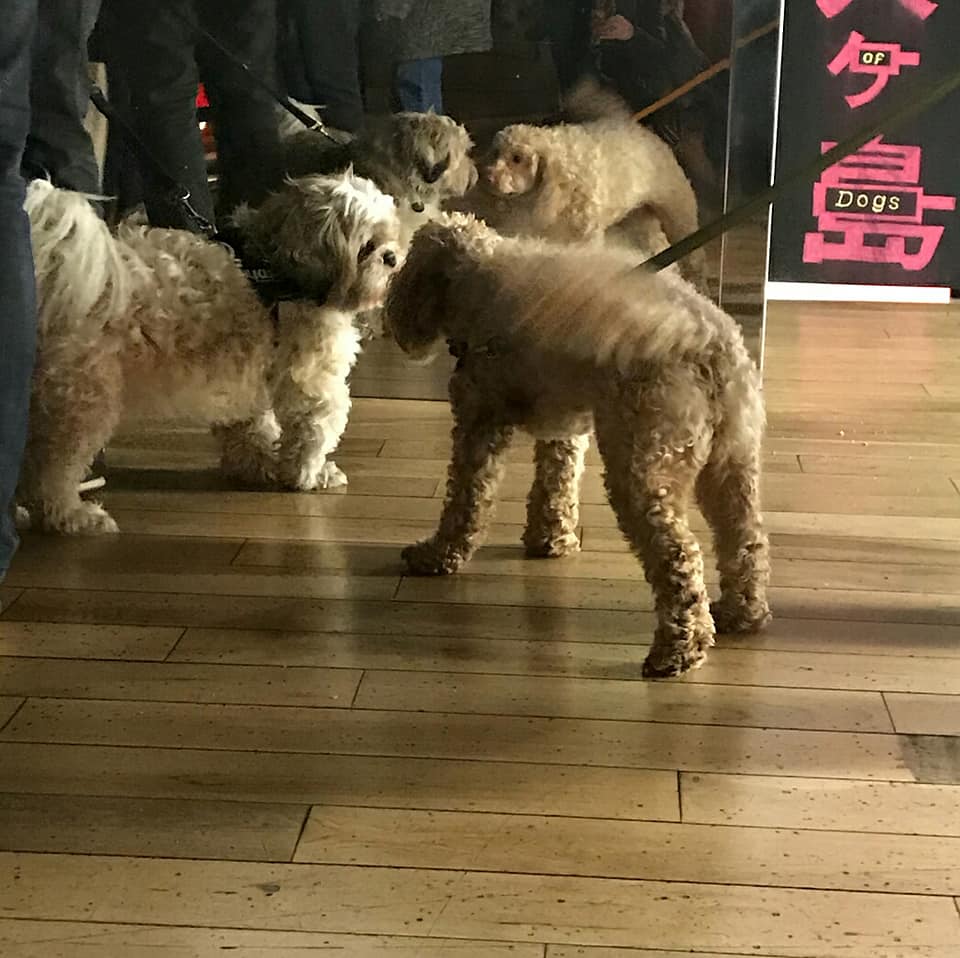 Dutchiebikes's tweet image. Isle of Dogs - Dog Friendly Screening! renovatinglpa.blogspot.com/2018/03/isle-o… #DogfriendlyIreland #DogsofTwitter #IsleofDogs