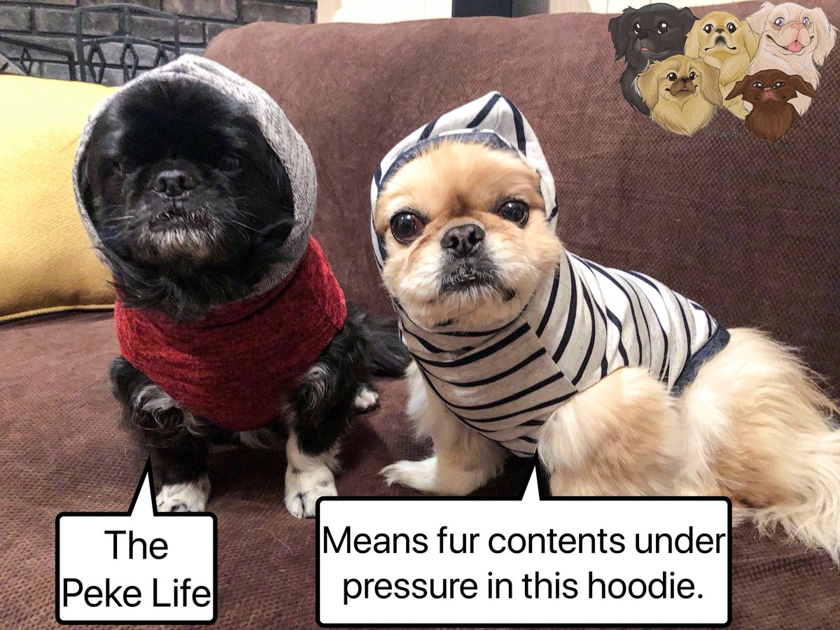 PekeTales's tweet photo. For those cold mornings outside.
#ContentsUnderPressure
#Pekingese #funnydog #funny #caption #barkpost #buzzfeedanimals #memes https://t.co/FQ4WBiA7cQ