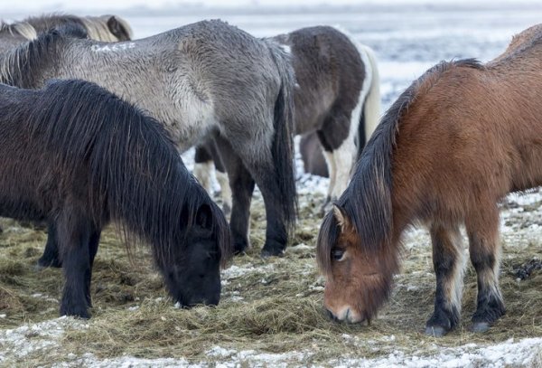 Why are Icelandic horses not called ponies? A primer on the most beautiful animals you'll meet in Iceland. #IcelandicHorse #Horses #Ponies #Vikings #Iceland
icelandmag.is/article/why-ar…