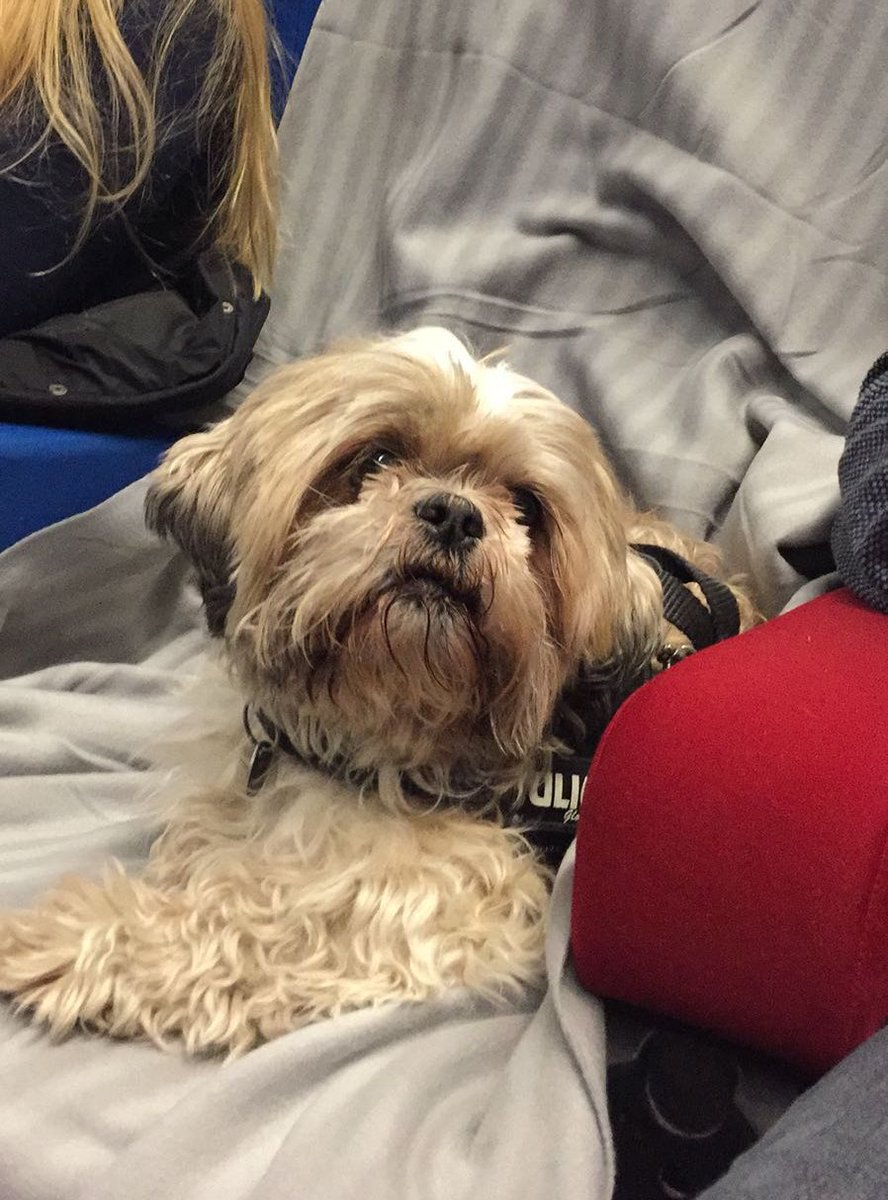 LightHouseD7's tweet photo. Joy...overload. 
#isleofdogs #dogfriendlyscreening https://t.co/2KA5pS6CIJ