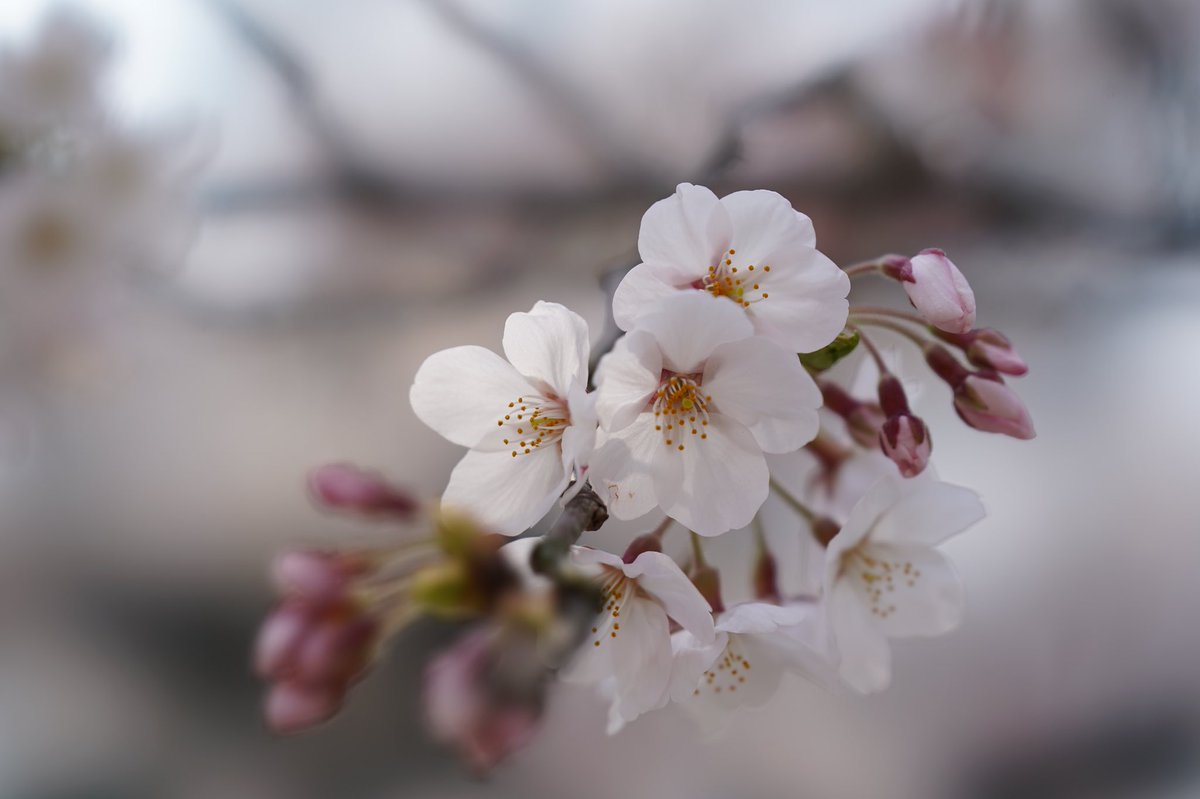 madshin777's tweet photo. うん間違いなく100F2.8STMはこの時期に使うのが1番楽しいと思う
#SONY #α7iii #100F2.8STM https://t.co/3P7dOpNx7Z