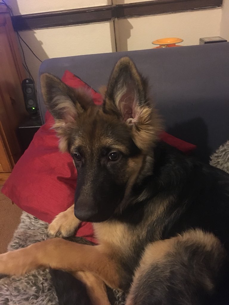 #NationalDogDay why not take your furry friend for a walk and visit us this afternoon? Dogs are allowed inside . #welovedogs #furryfriends #coffee