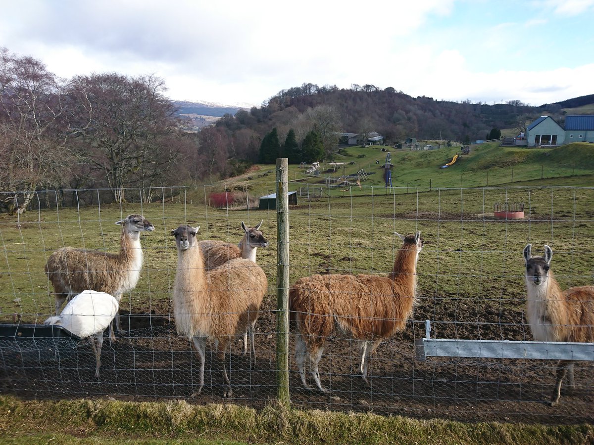 scottish_o's tweet image. Sun is shining, and the first competitors are in the forest at #compasspoint SOL 1 at Auchingarrich. Good luck to all!  #unusualspectators