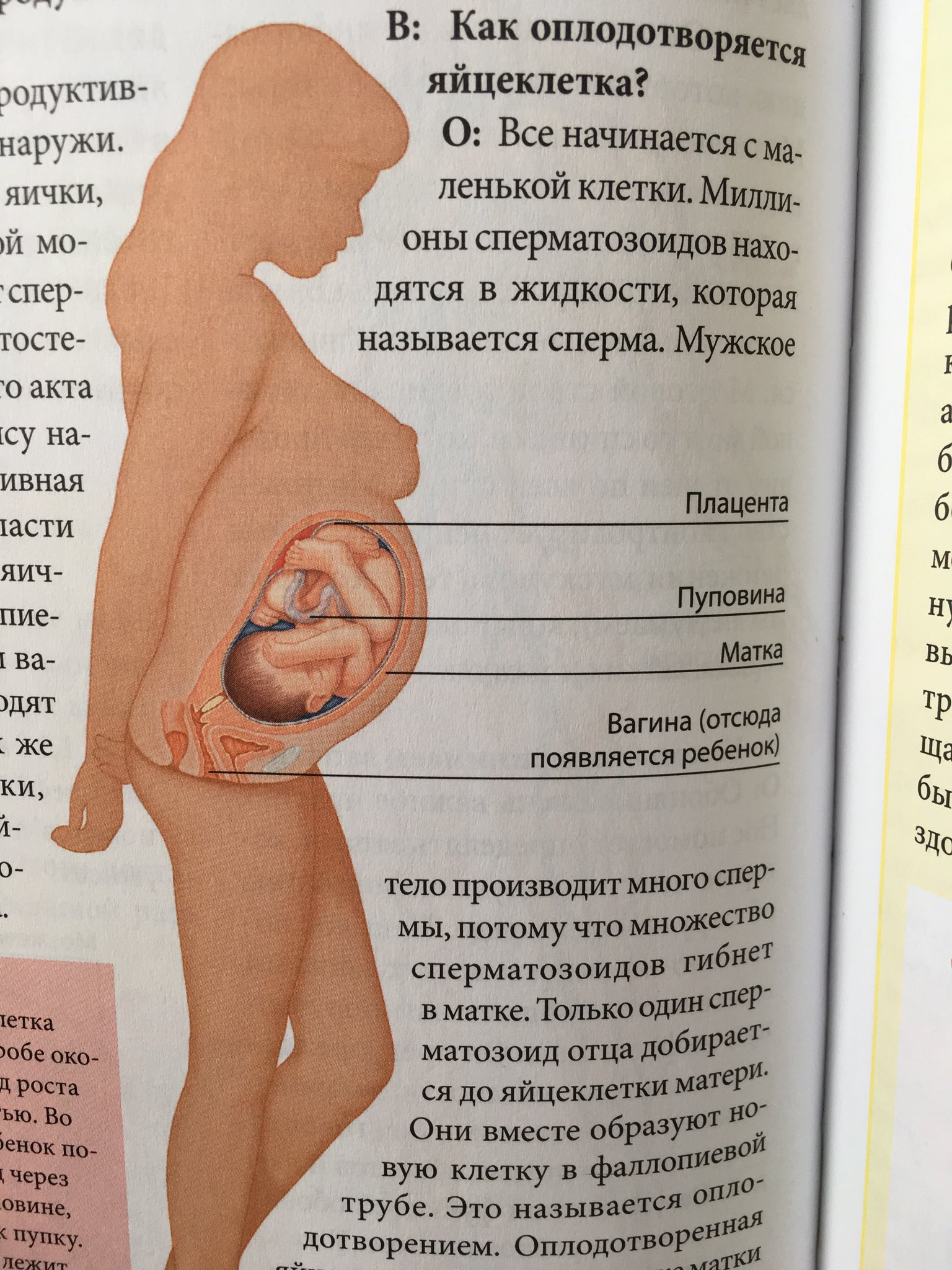 Писи деток  / X