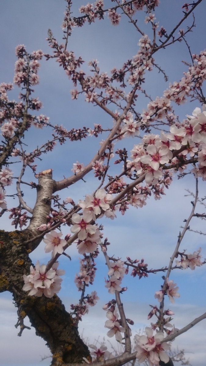 mibunoookami1 tweet picture