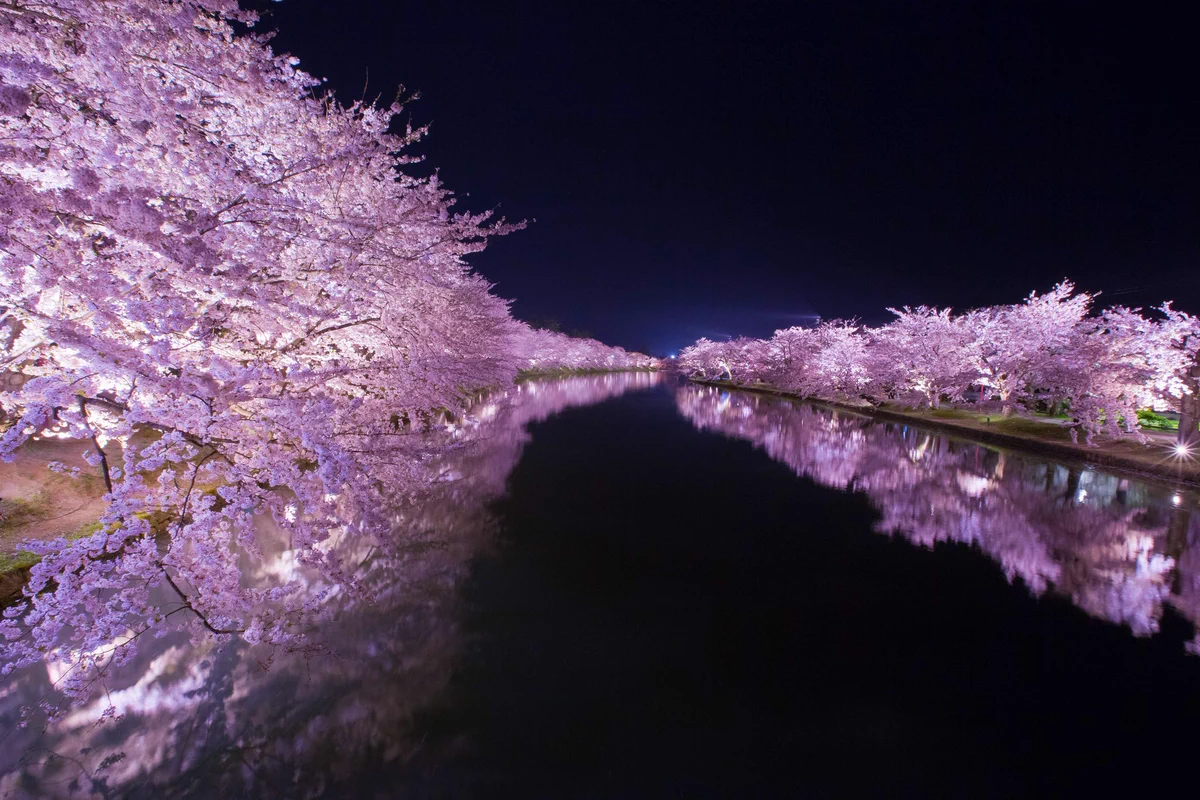 この絶景が見られらのは今だけ！！弘前公園へ急げw ww