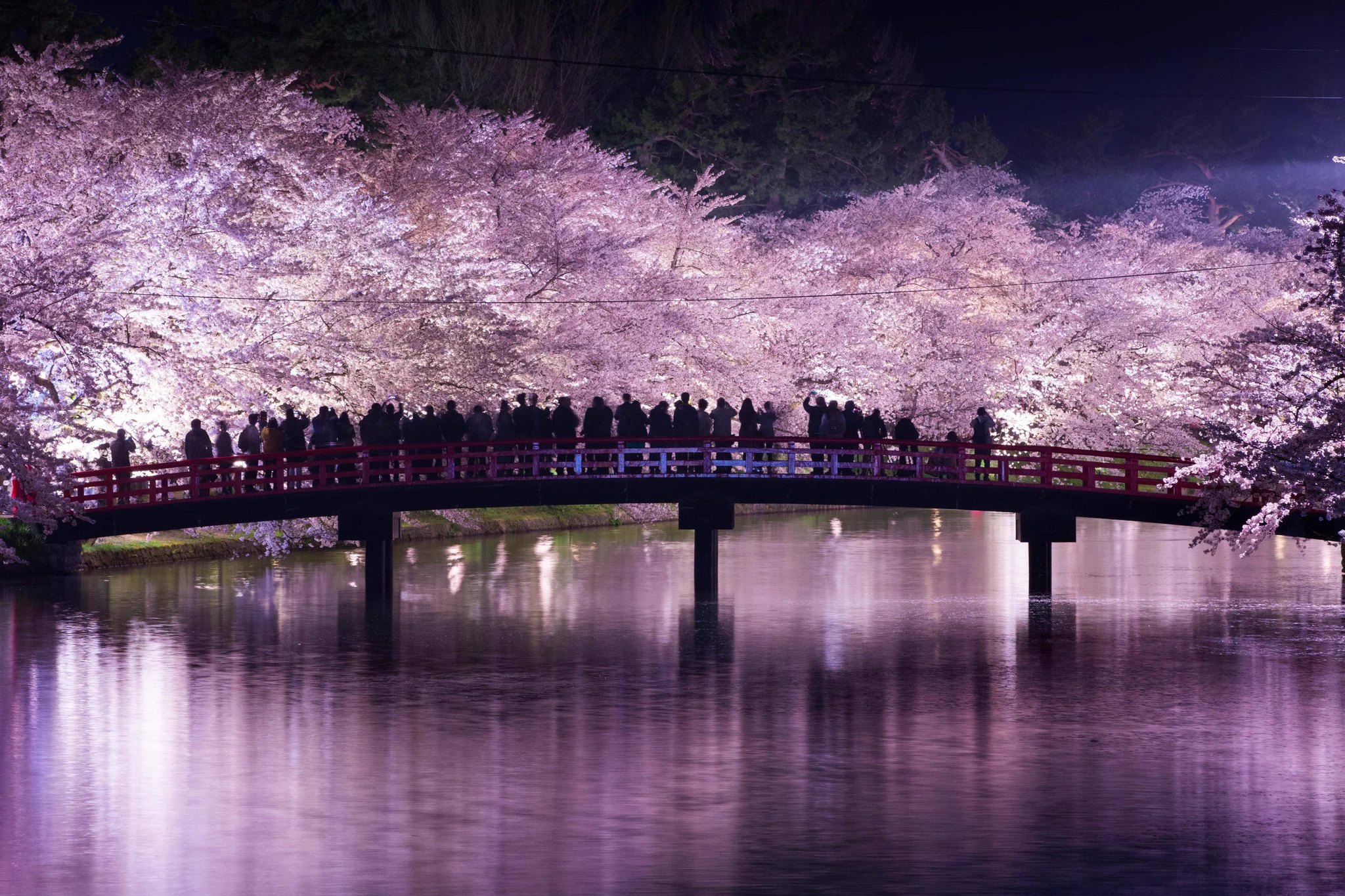 この絶景が見られらのは今だけ！！弘前公園へ急げw ww