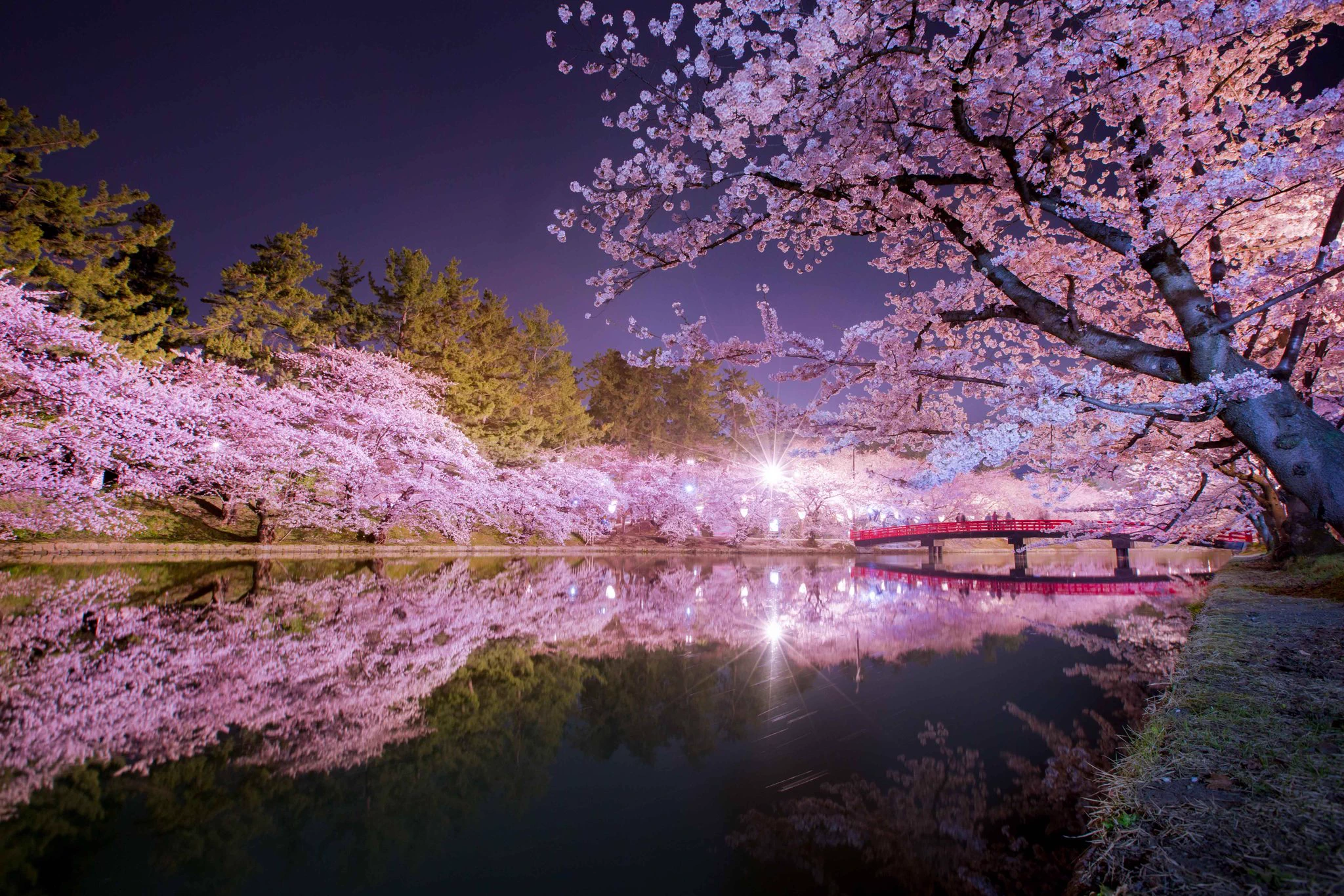 この絶景が見られらのは今だけ！！弘前公園へ急げw ww