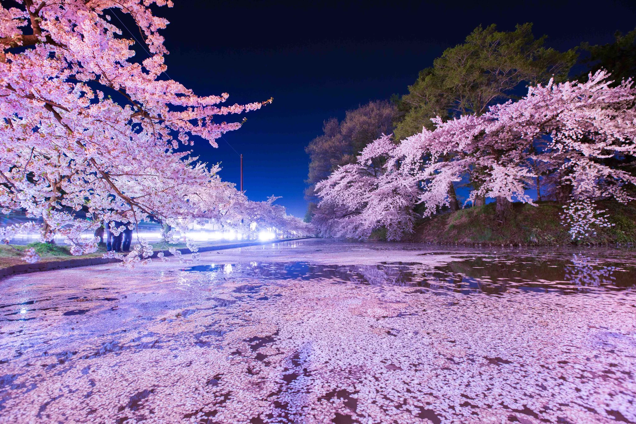 この絶景が見られらのは今だけ！！弘前公園へ急げw ww