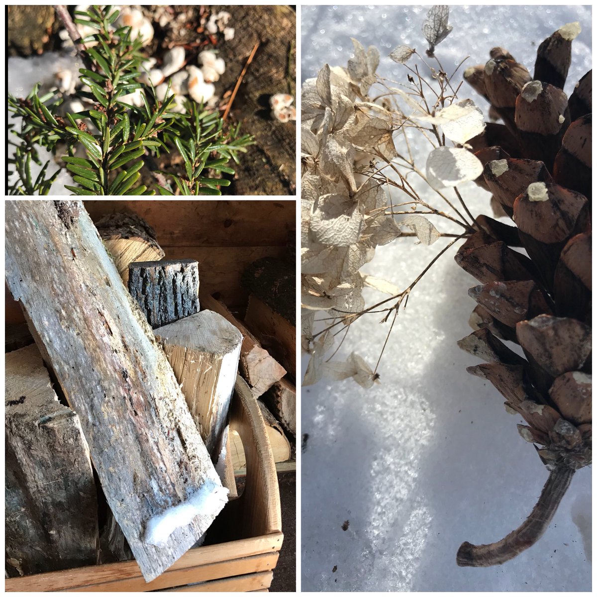 #wood split cut #stack—my #fire not just #summer fun but #survival—#redneck #roots—fuck the #haters calling me #witch—latest #smearcampaign is “#paranoid #schizophrenic #bipolar”—fucking #crazy—#woodsandtrees #lifeonthelake #sustainableliving #ecoliving #rhondaflanaganphotography