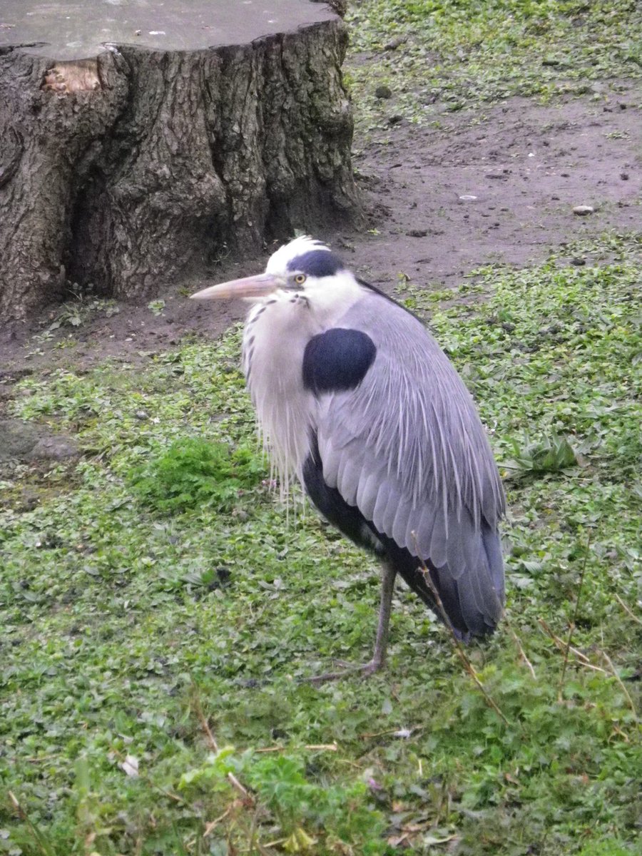 Ernie Townsend tweet media