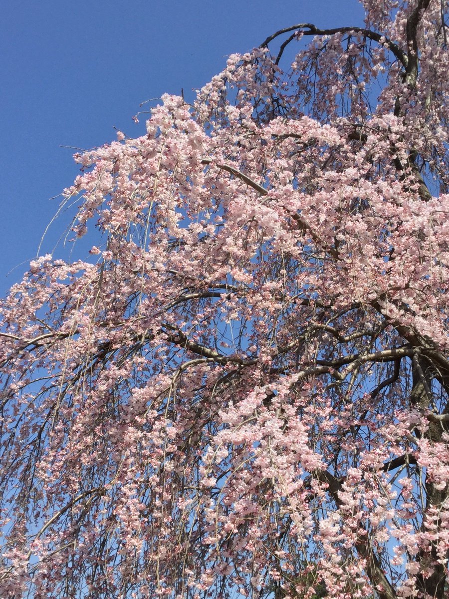 yokolet's tweet photo. It was like a shower of cherry blossom. https://t.co/a0TFf2uOoO