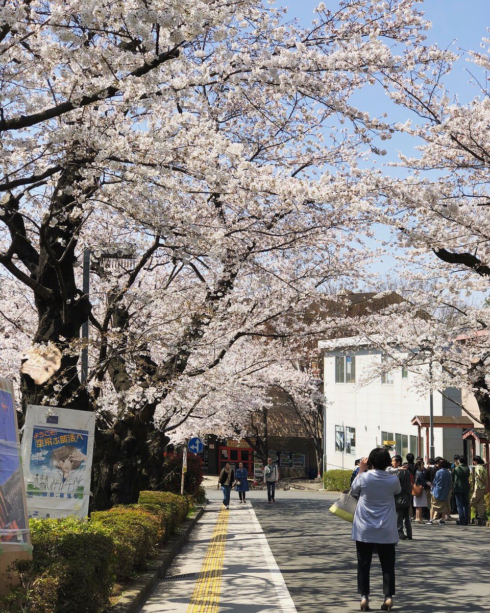 ナムデス Long Time No See 東工大 桜