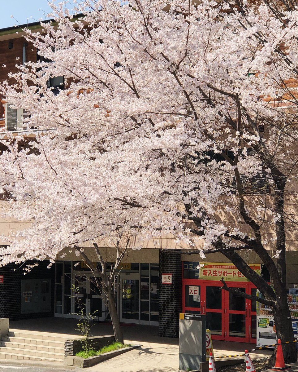 ナムデス Long Time No See 東工大 桜