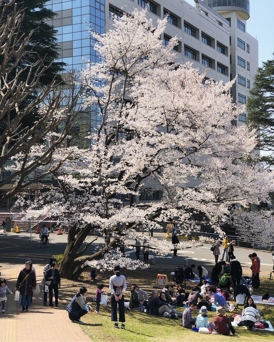 ナムデス Long Time No See 東工大 桜