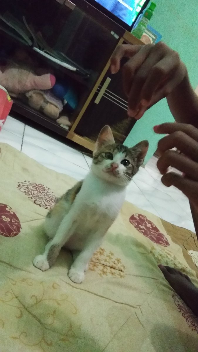 Kucing kesayangan dua putriku hilang 😭😭#EviMasambaAtAntv25