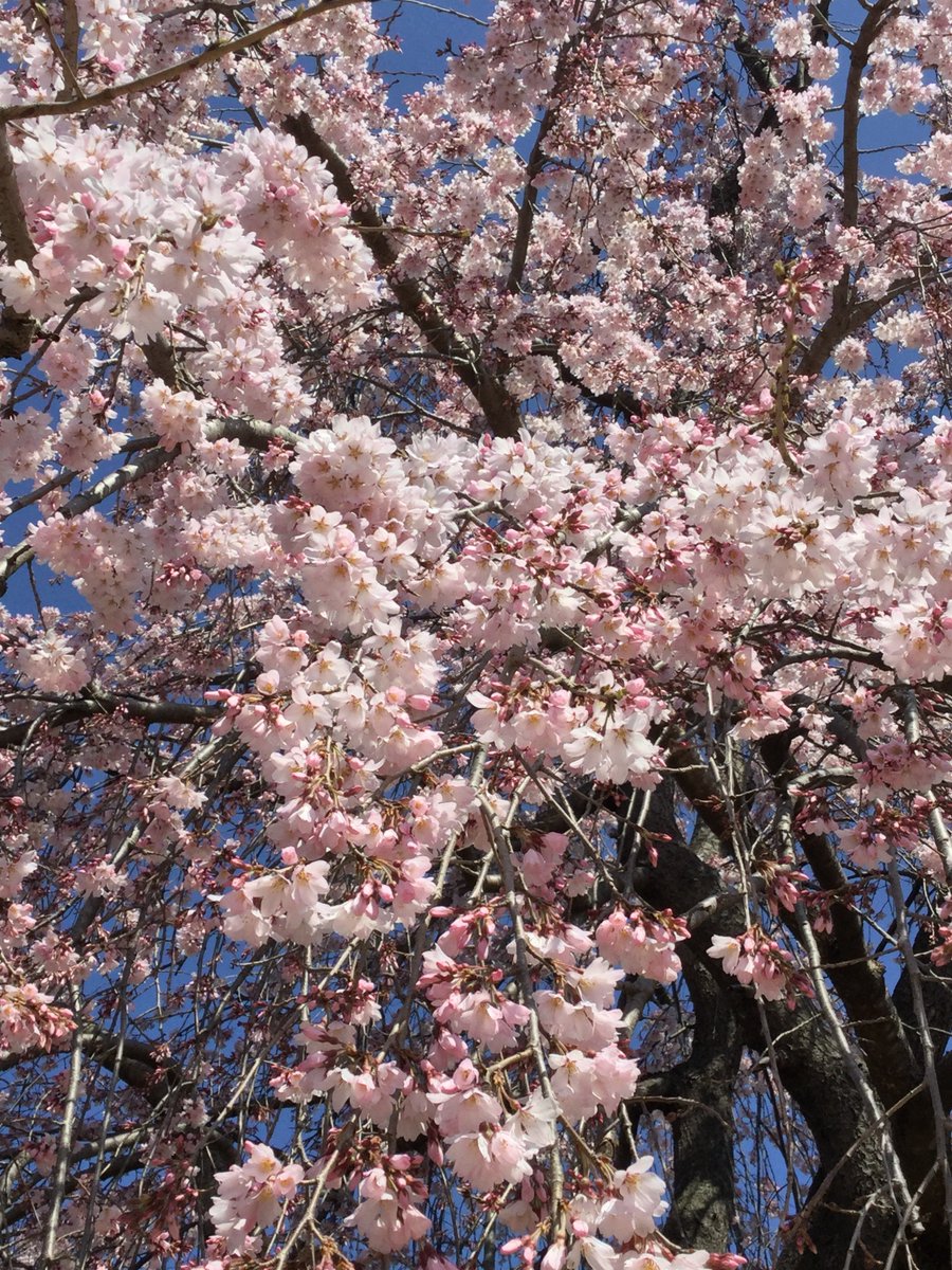 yokolet's tweet photo. It was like a shower of cherry blossom. https://t.co/a0TFf2uOoO