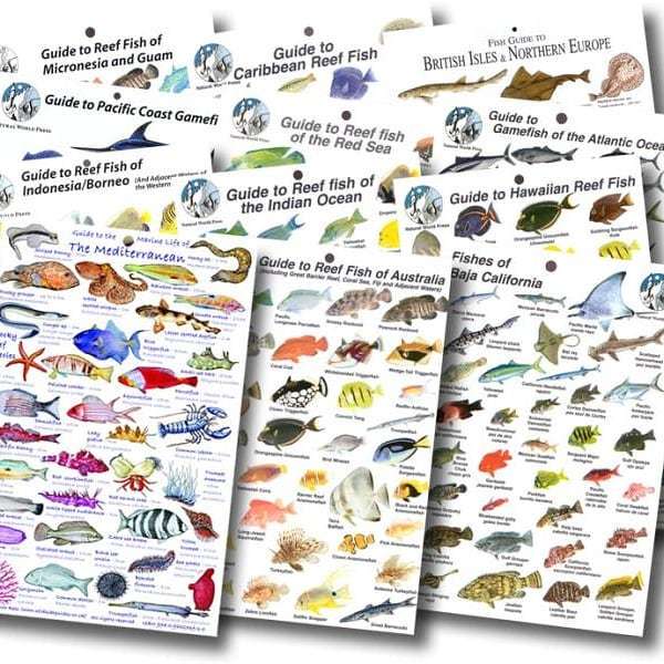 holtdiving's tweet photo. Now the weather is starting to get warmer and your looking for your next #divingholiday why not grab yourself a #hinchcliffe Fish ID Slate for the area your visiting

https://t.co/zHEown287x

#holtdiving #diving #scuba #holiday #scubaholiday #fish #fish… https://t.co/TQtjjECpht https://t.co/177SLrPAbG